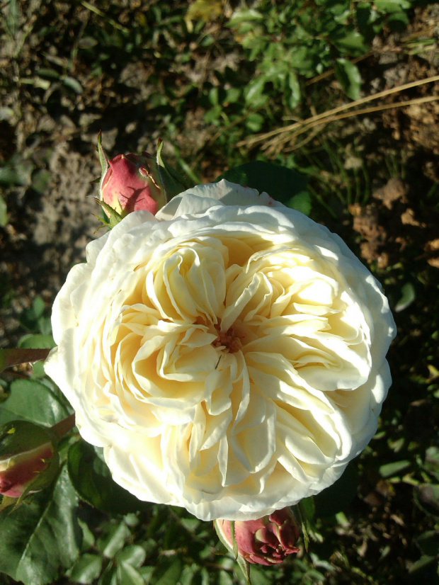 róza angielska kremowa