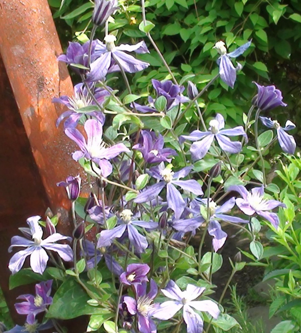 clematis