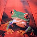 parasol doppler żaba