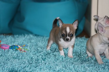 Miot "S" CH PL J. CH PL Fantazja & Int. Ch>Aramis #chihuahua #FCI #szczenięta
