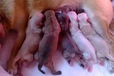 #chihuahua #FCI #szczenięta